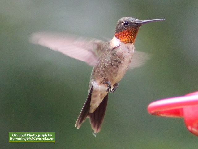Ruby-Throated Hummingbird hovering in mid-air